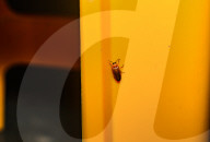 Abscondita Firefly - Firefly Numbers Decline Near Urban Artificial Light Pollution  