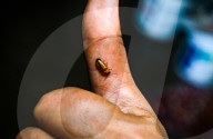 Abscondita Firefly - Firefly Numbers Decline Near Urban Artificial Light Pollution  