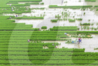 Rice Planting Base in Suqian