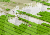 Rice Planting Base in Suqian