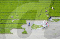 Rice Planting Base in Suqian