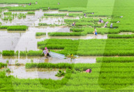 Rice Planting Base in Suqian