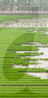 Rice Planting Base in Suqian
