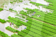 Rice Planting Base in Suqian