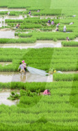 Rice Planting Base in Suqian