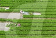 Rice Planting Base in Suqian