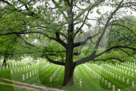 The Silent Strength Of Arlington