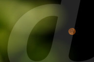 Strawberry Moon In Kashmir, India
