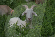 Goat Grazing