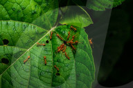 Weaver Ants (Oecophylla Smaragdina) Attack Other Ants - Slender Ant (Tetraponera) 