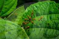 Weaver Ants (Oecophylla Smaragdina) Attack Other Ants - Slender Ant (Tetraponera) 
