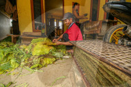 Climate Change Leads To Lower Tobacco Prices In Sumedang, Indonesia