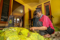 Climate Change Leads To Lower Tobacco Prices In Sumedang, Indonesia