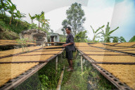 Climate Change Leads To Lower Tobacco Prices In Sumedang, Indonesia