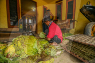 Climate Change Leads To Lower Tobacco Prices In Sumedang, Indonesia