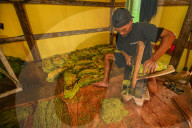 Climate Change Leads To Lower Tobacco Prices In Sumedang, Indonesia