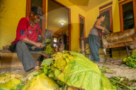 Climate Change Leads To Lower Tobacco Prices In Sumedang, Indonesia