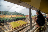 Climate Change Leads To Lower Tobacco Prices In Sumedang, Indonesia