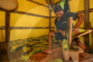 Climate Change Leads To Lower Tobacco Prices In Sumedang, Indonesia