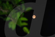  June's Full Moon -  Strawberry Moon