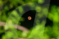  June's Full Moon -  Strawberry Moon