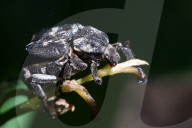 Scarab Beetle