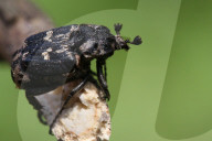 Scarab Beetle