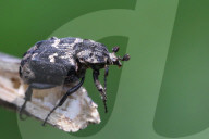 Scarab Beetle