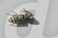 Zebra Jumping Spider 