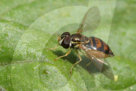 Hoverfly In Toronto, Canada