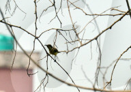 India Animal Bird