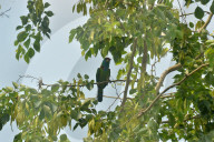 India Animal Bird