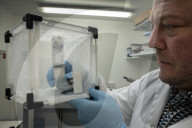 GM mosquitoes: inside the lab breeding six-legged agents in the war on malaria.