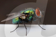 Common Green Bottle Fly