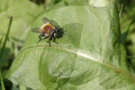 Narcissus Bulb Fly
