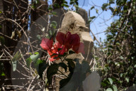 Bab El-Wazir Cemetery In Cairo