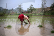 Paddy Transplantation Begins In Nepal With Arrival Of Early Monsoon