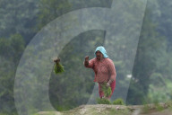 Paddy Transplantation Begins In Nepal With Arrival Of Early Monsoon