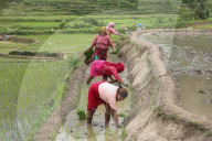Paddy Transplantation Begins In Nepal With Arrival Of Early Monsoon