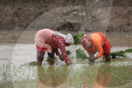 Paddy Transplantation Begins In Nepal With Arrival Of Early Monsoon
