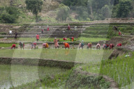 Paddy Transplantation Begins In Nepal With Arrival Of Early Monsoon
