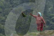 Paddy Transplantation Begins In Nepal With Arrival Of Early Monsoon