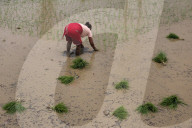 Paddy Transplantation Begins In Nepal With Arrival Of Early Monsoon
