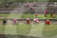 Paddy Transplantation Begins In Nepal With Arrival Of Early Monsoon