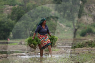 Paddy Transplantation Begins In Nepal With Arrival Of Early Monsoon