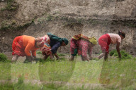 Paddy Transplantation Begins In Nepal With Arrival Of Early Monsoon