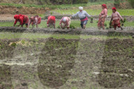 Paddy Transplantation Begins In Nepal With Arrival Of Early Monsoon