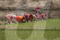 Paddy Transplantation Begins In Nepal With Arrival Of Early Monsoon
