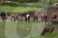 Paddy Transplantation Begins In Nepal With Arrival Of Early Monsoon