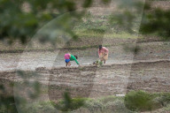 Paddy Transplantation Begins In Nepal With Arrival Of Early Monsoon